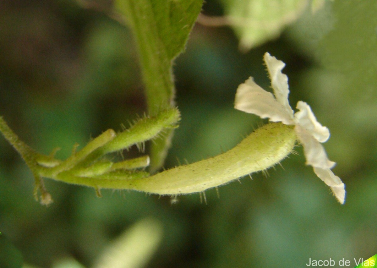 Trichosanthes tubiflora (Wight & Arn.) H.J.de Boer